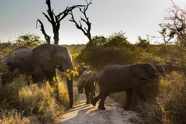 Afternoon Open Vehicle Game Drive of Kruger National Park